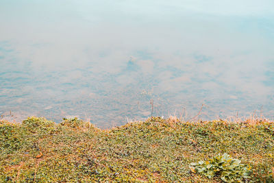 High angle view of autumn leaves on lake against sky