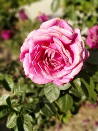 Close-up of pink rose