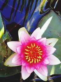 Close-up of pink flower blooming outdoors