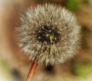 Close-up of dandelion flowers