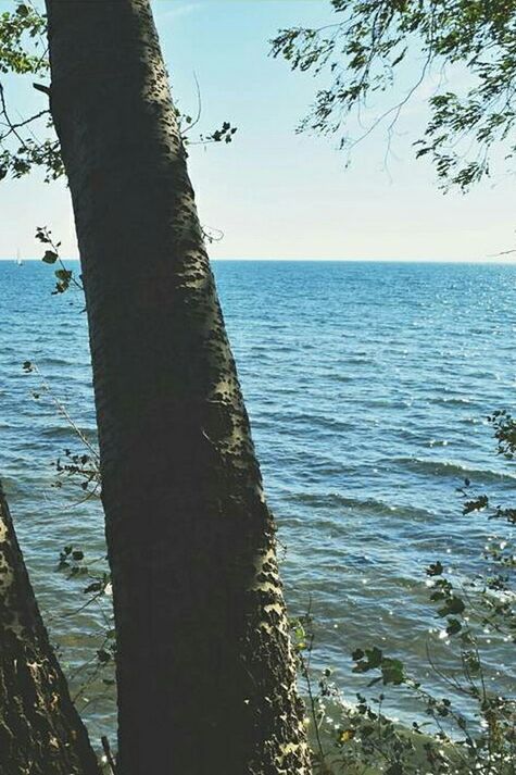 water, sea, horizon over water, tree, tranquility, tranquil scene, clear sky, scenics, blue, beauty in nature, tree trunk, nature, branch, beach, idyllic, shore, sky, rippled, day, growth