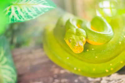 Close-up of green leaf