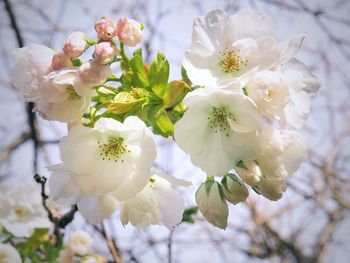 Close-up of white cherry blossoms on tree