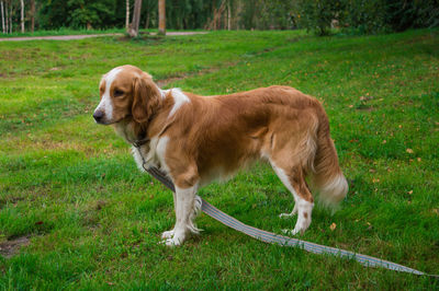 Side view of a dog on field