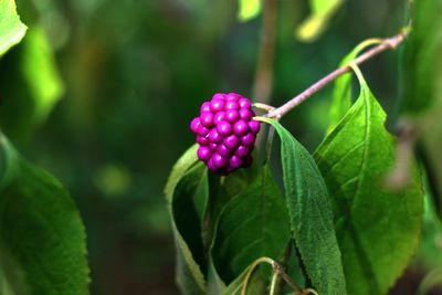 Close-up of pink flowers