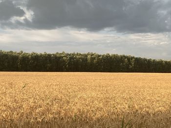 Scenic view of field against sky