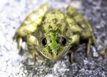 Close-up of turtle