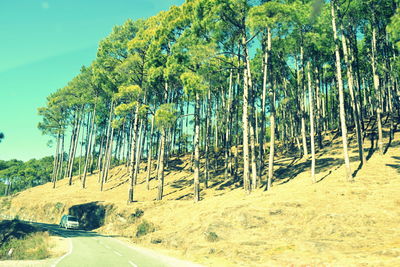 Country road along trees