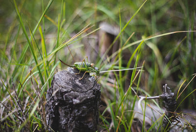 Close-up of a reptile on a field