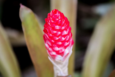 Close-up of red flower