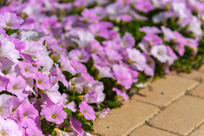 Close-up of purple flowering plants