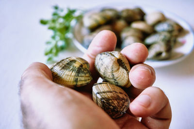 Close-up of hand holding snail