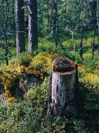 View of tree trunk in forest