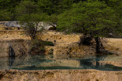 Reflection of trees in water