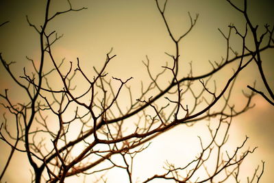 Close-up of silhouette bare tree against sky