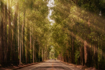 Road amidst trees in forest