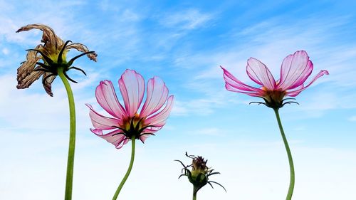 Close-up of pink flowering plant against sky