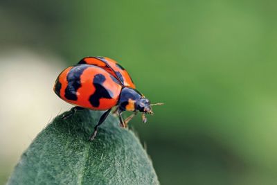 Close-up of ladybug on leaf