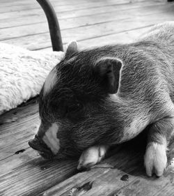 Close-up of dog sleeping on hardwood floor