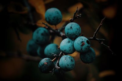 Close-up of grapes growing on plant