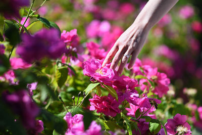 Close-up of pink flowering plant