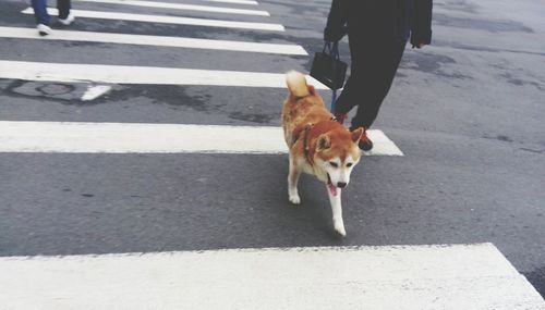 Low section of dog walking on road