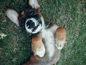 High angle portrait of dog on field