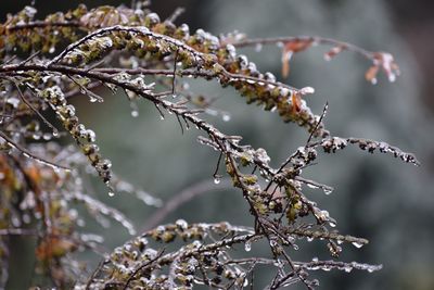 Close-up of frozen plant