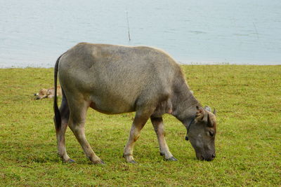 The water buffalo or bubalus bubalis, also called the asiatic buffalo, a large bovid originating.