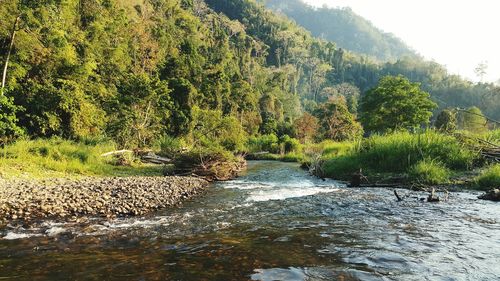 Scenic view of river amidst trees in forest