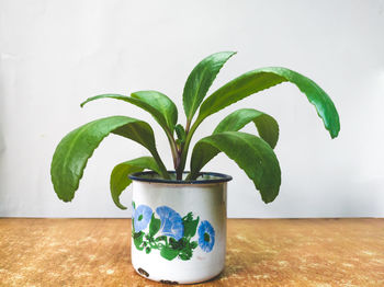 Close-up of potted plant on table against wall