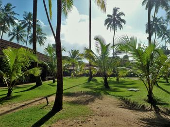 Palm trees on grassy field