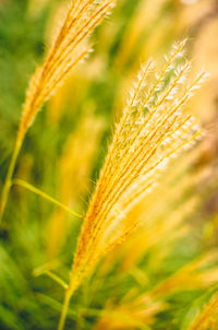 Close-up of wheat growing on field