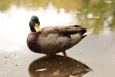 Duck swimming in lake