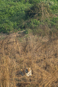 View of a bird on field
