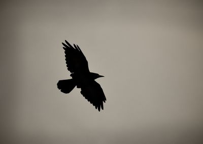 Low angle view of silhouette bird flying against clear sky