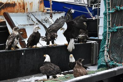 Eagles perching at harbor