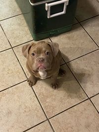 Portrait of dog standing on floor