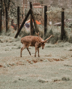 Deer on a land