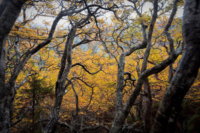 Low angle view of trees in forest during autumn