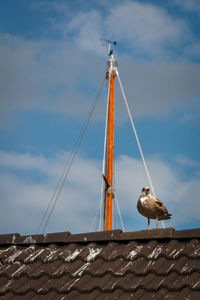 Low angle view of seagull perching on roof against sky