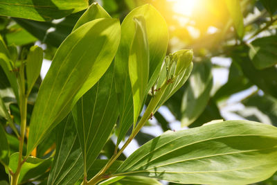 Close-up of fresh green leaves