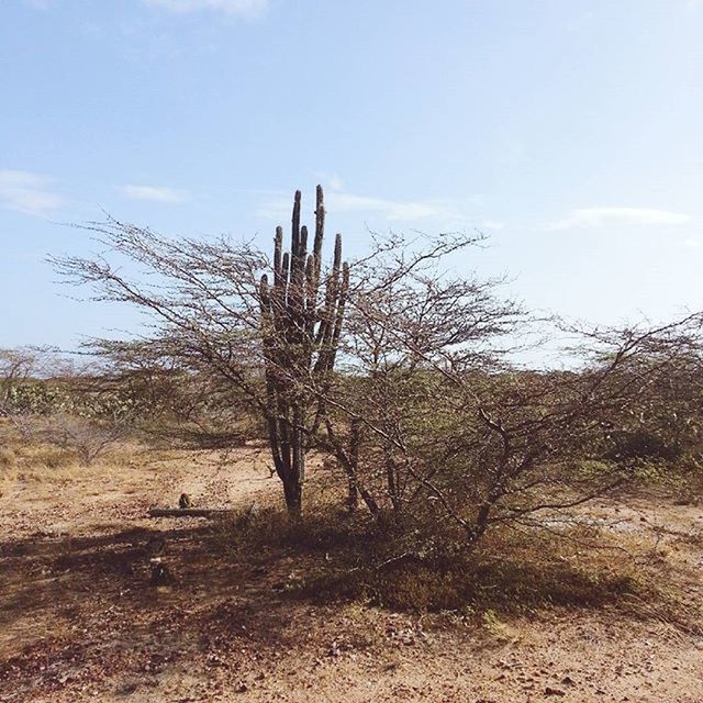 tree, tranquility, sky, landscape, tranquil scene, nature, bare tree, field, dead plant, growth, tree trunk, scenics, beauty in nature, dry, non-urban scene, desert, branch, day, remote, arid climate