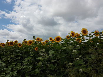 Flowers blooming on field against sky