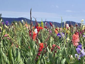 Close-up of poppies blooming on field against sky