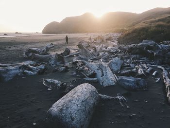 Driftwood at sandy beach during sunset