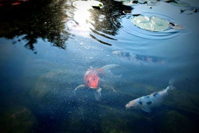 Fish swimming in lake