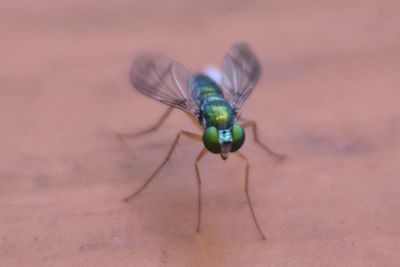 Close-up of insect