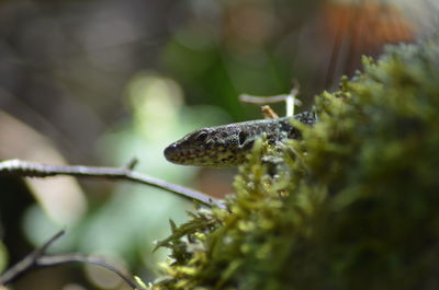 Close-up of lizard