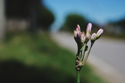 Close-up of flower blooming outdoors